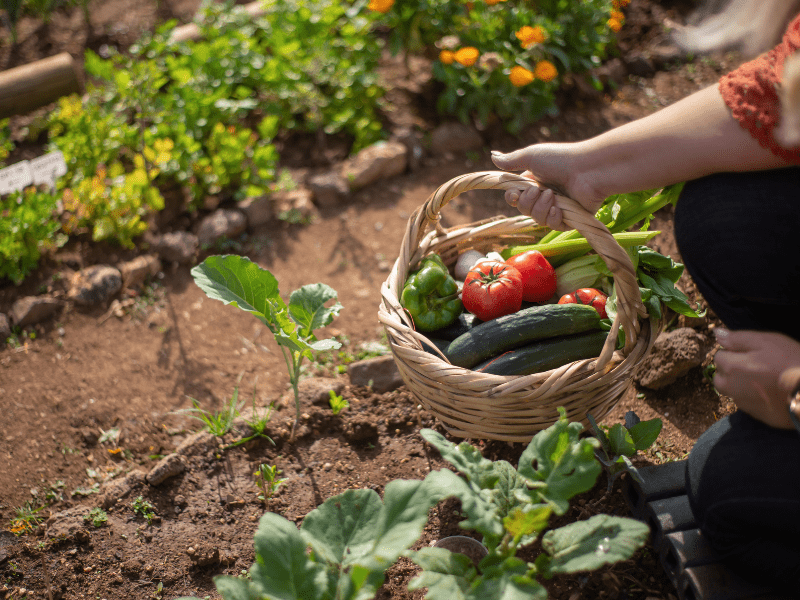 Was Team Coaches vom Gärtnern lernen können